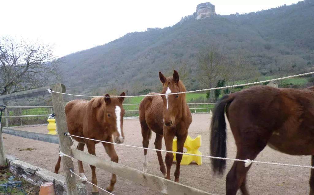 Achat vente de chevaux de qualité sur le Larzac à Nant