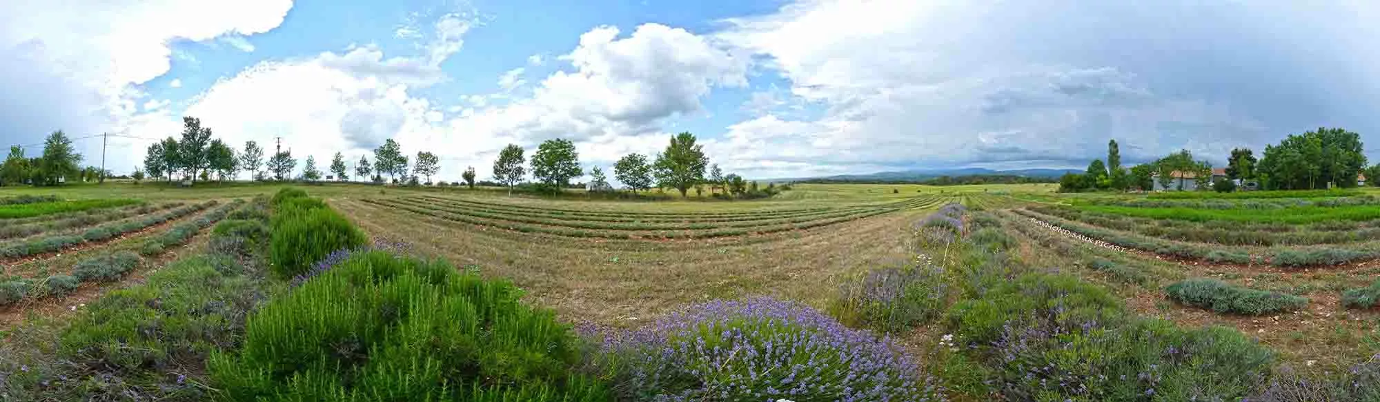 Pastis des Homs aux aromatiques du Larzac