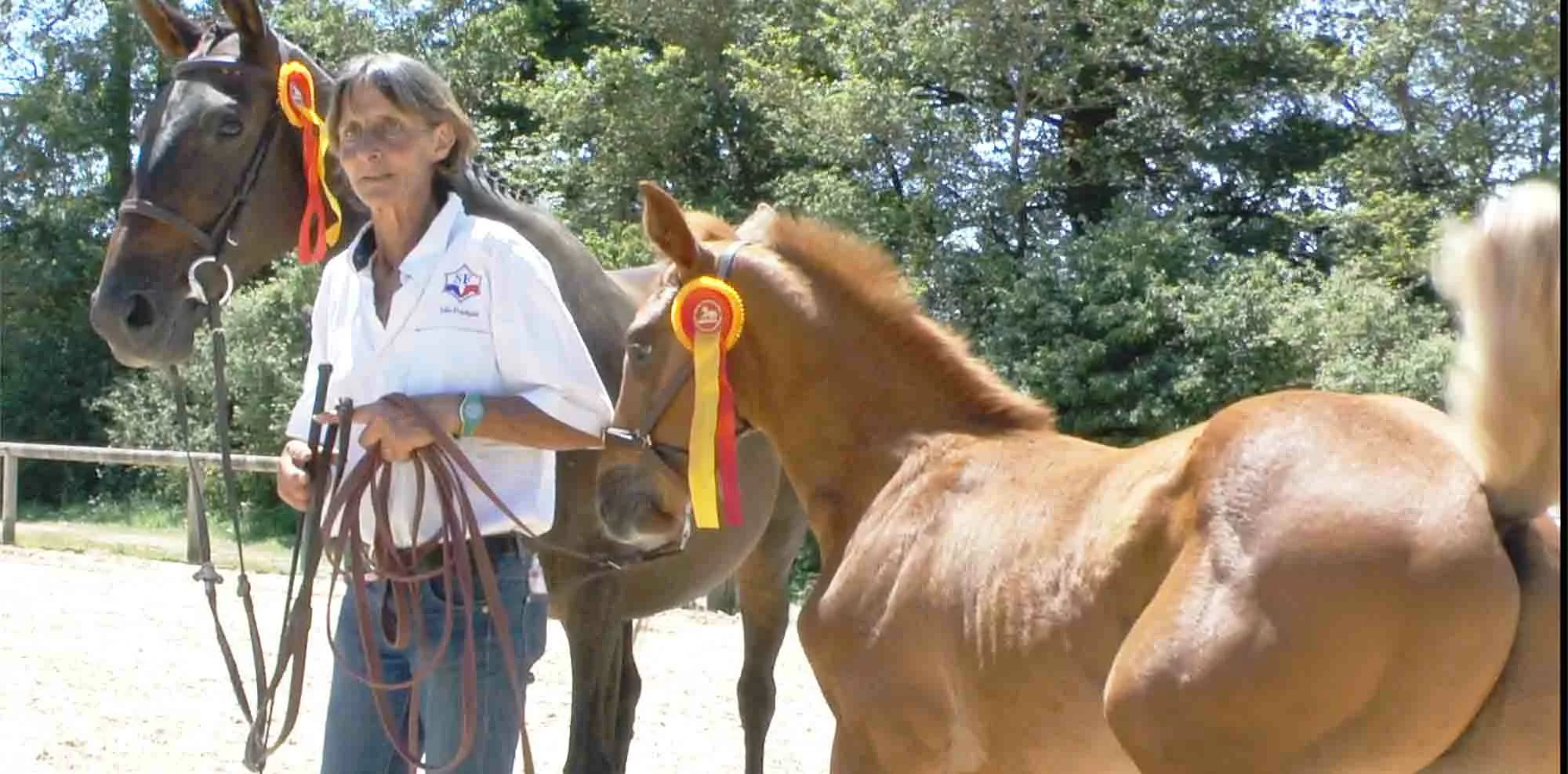 Élevage de chevaux et poneys au centre équestre Larzac Aveyron