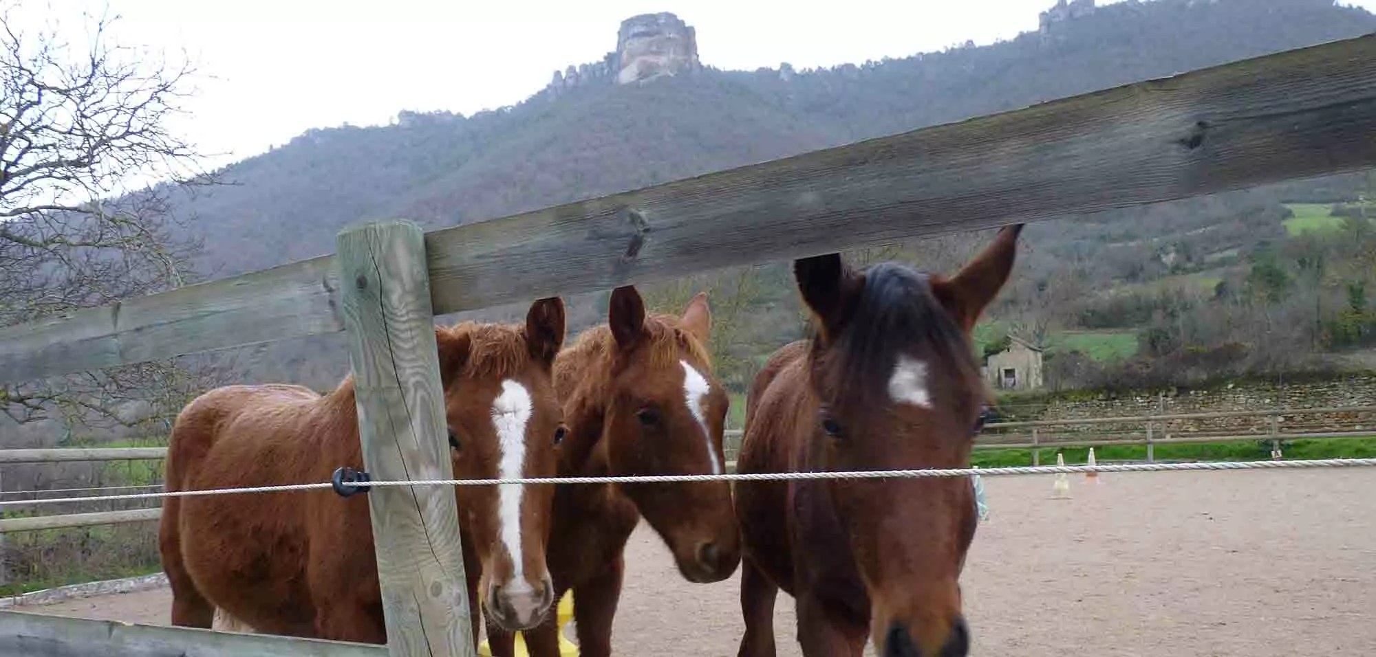 Pension pour chevaux et poney centre équestre Larzac en Aveyron